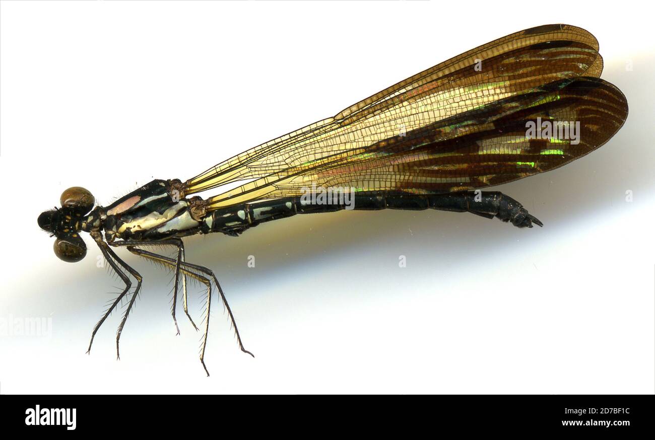 Atjeh, Mt. Ngo Lemboeh, Sumatra, Indonesia, Heliocypha angusta angusta (Hagen, 1853), Animalia, Arthropoda, Insecta, Odonata, Zygoptera, Chlorocyphidae Stock Photo