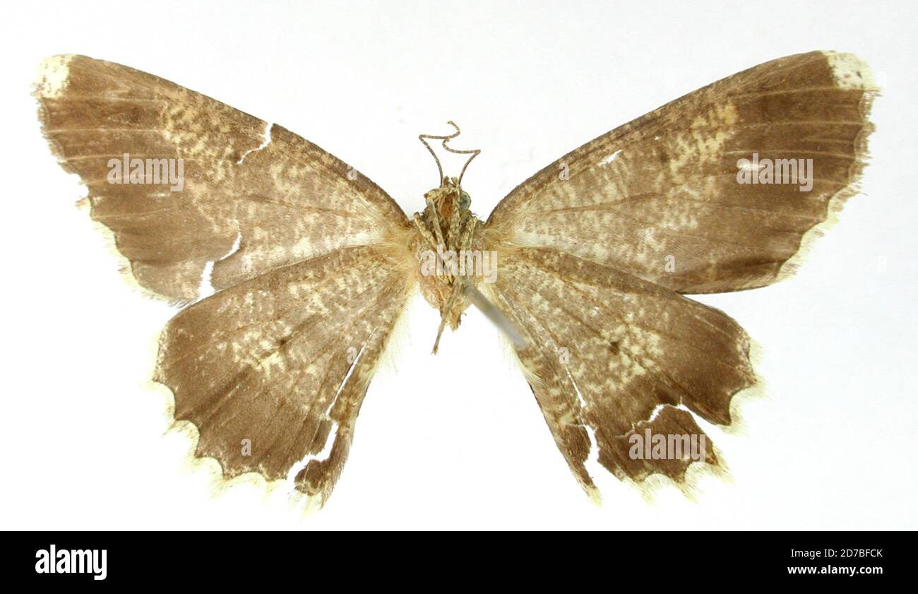 Pinned, Environs de Loja, Ecuador, Ecuador, Tephrosia corza Dognin, 1895, Animalia, Arthropoda, Insecta, Lepidoptera, Geometridae, Ennominae Stock Photo