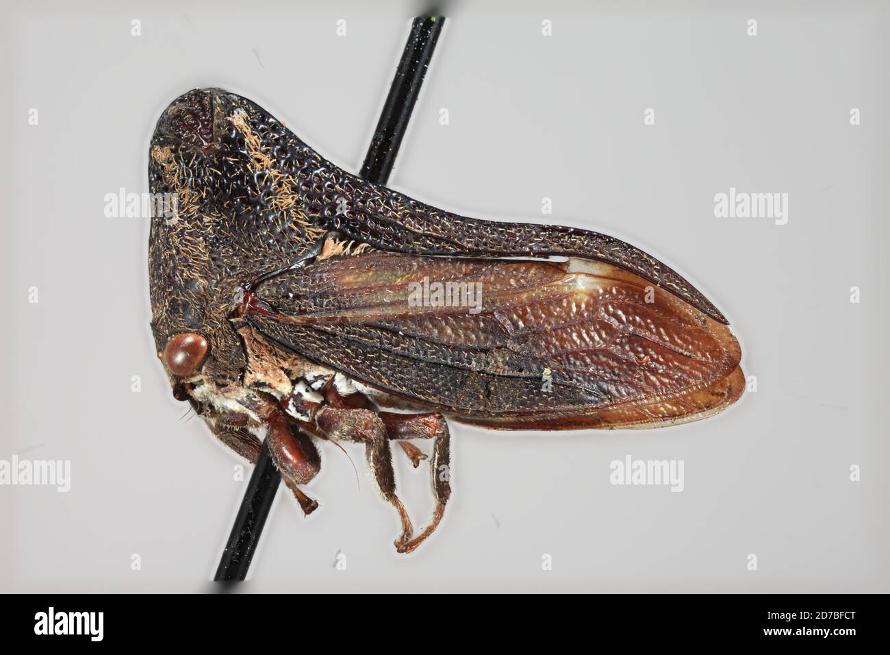 Island Sibuyan, Romblon, Philippines, Emphusis rugosis Funkhouser, 1927, Animalia, Arthropoda, Insecta, Hemiptera, Homoptera, Membracidae Stock Photo