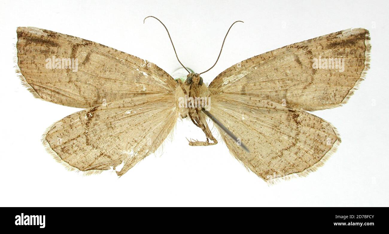 Pinned, Tehuacan, Mexico, Mexico, Ischnopterix constantia Dyar, 1912, Animalia, Arthropoda, Insecta, Lepidoptera, Geometridae, Ennominae Stock Photo