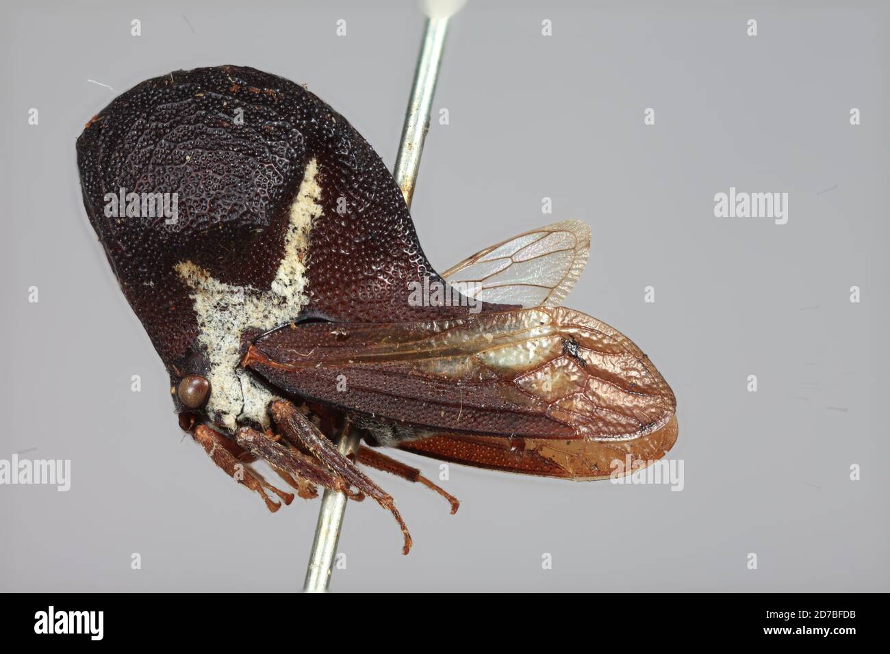 Dapitan, Mindanao, Zamboanga del Norte, Philippines, Emphusis globosus ...