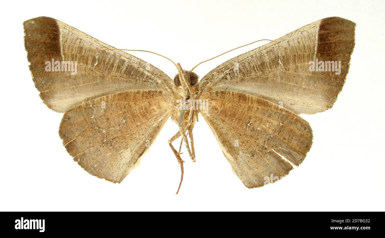 Pinned, Peru, Azelina exquisita Thierry-Mieg, 1894, Animalia, Arthropoda, Insecta, Lepidoptera, Geometridae, Ennominae Stock Photo