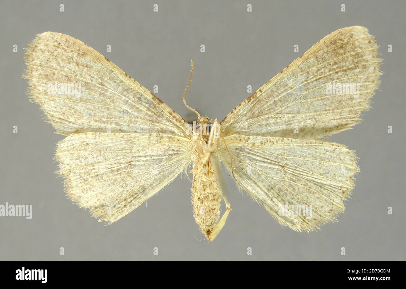 Pinned, Jalapa, Mexico, Mexico, Tephrosia giatoma Schaus, 1901, Animalia, Arthropoda, Insecta, Lepidoptera, Geometridae, Ennominae Stock Photo