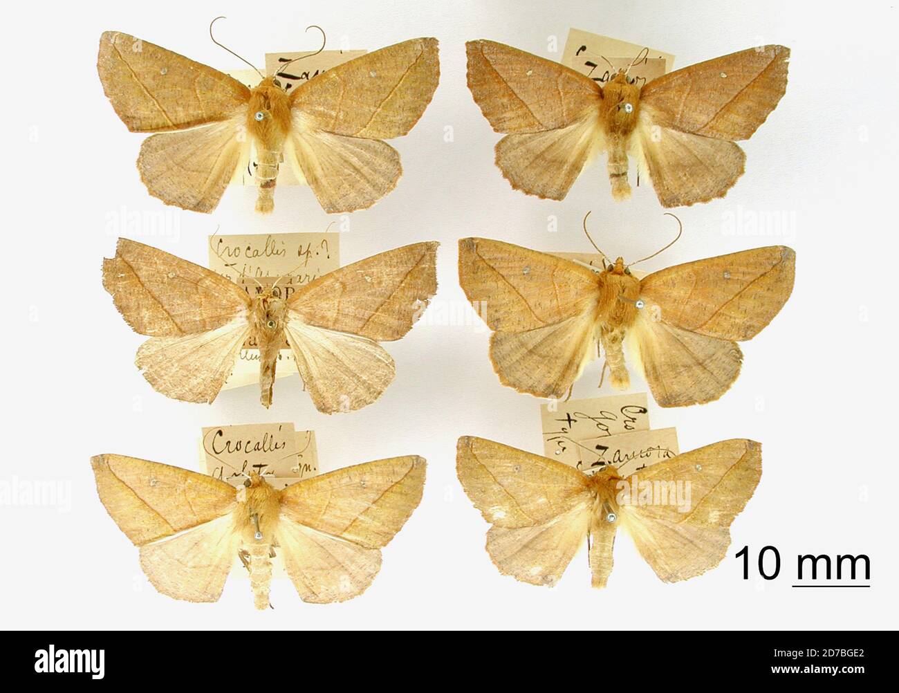 Pinned, Zamora, Ecuador, Ecuador, Crocallis goleta Dognin, 1893, Animalia, Arthropoda, Insecta, Lepidoptera, Geometridae, Ennominae Stock Photo