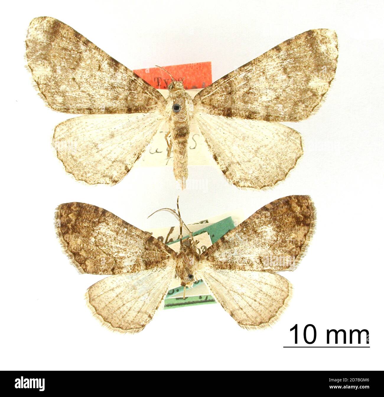 Pinned, Orizaba, Mexico, Mexico, Tephrosia humidaria Schaus, 1901, Animalia, Arthropoda, Insecta, Lepidoptera, Geometridae, Ennominae Stock Photo