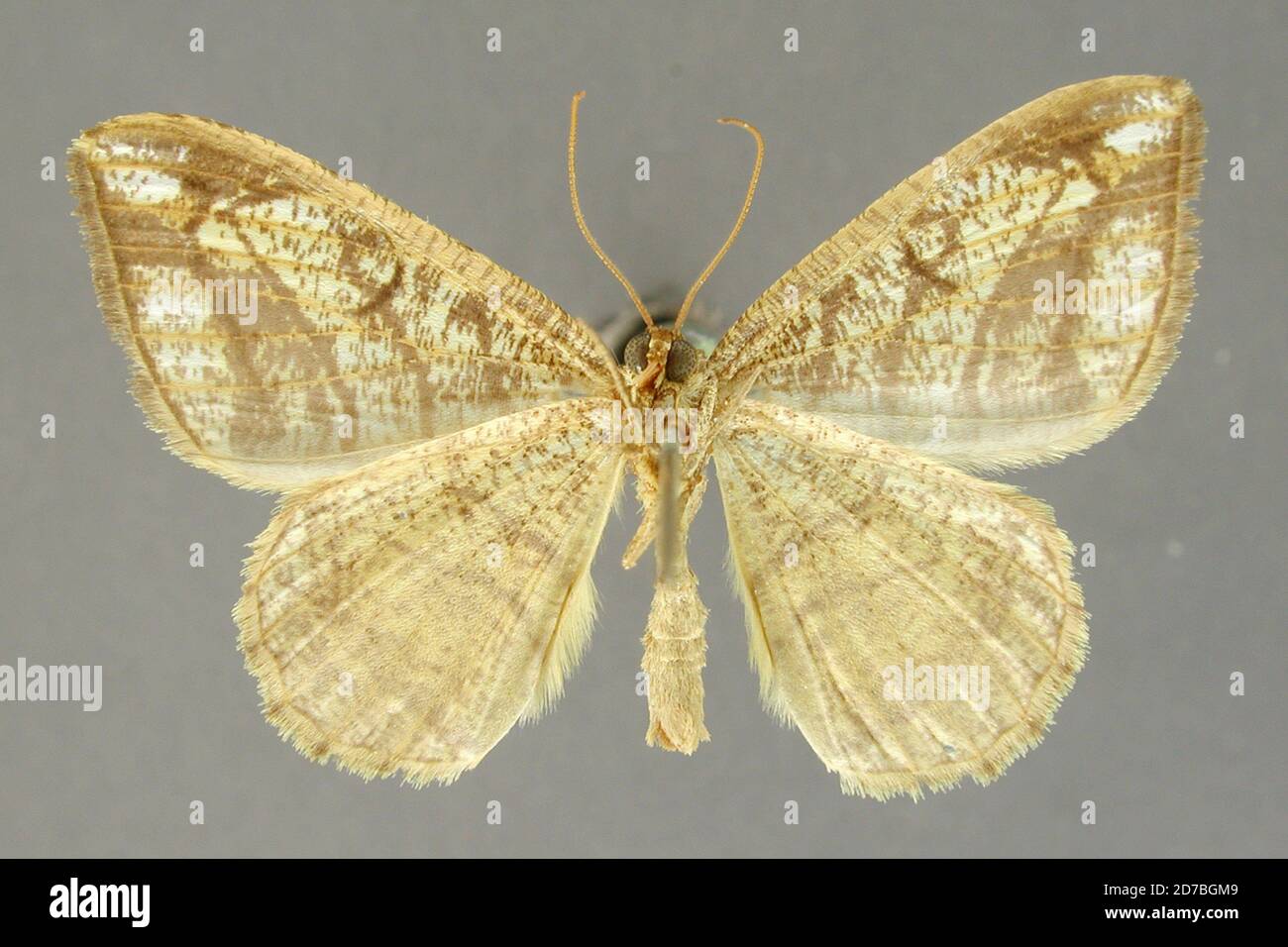 Pinned, Bolivia, Macaria imitatrix Thierry-Mieg, 1895, Animalia, Arthropoda, Insecta, Lepidoptera, Geometridae, Ennominae Stock Photo