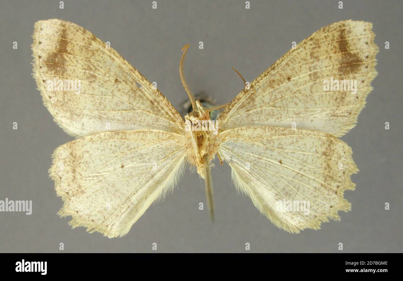 Pinned, Peru, Tephrosia immarcata Schaus, 1901, Animalia, Arthropoda, Insecta, Lepidoptera, Geometridae, Ennominae Stock Photo
