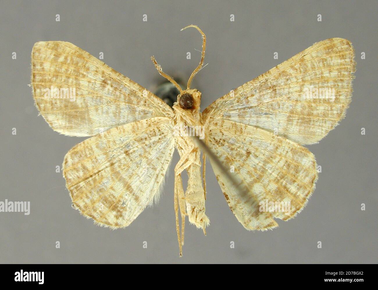 Pinned, Colima, Mexico, Tephrina intimidaria Dyar, 1927, Animalia ...