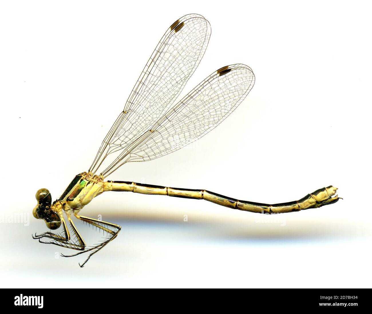 Big alkali lake hires stock photography and images Alamy