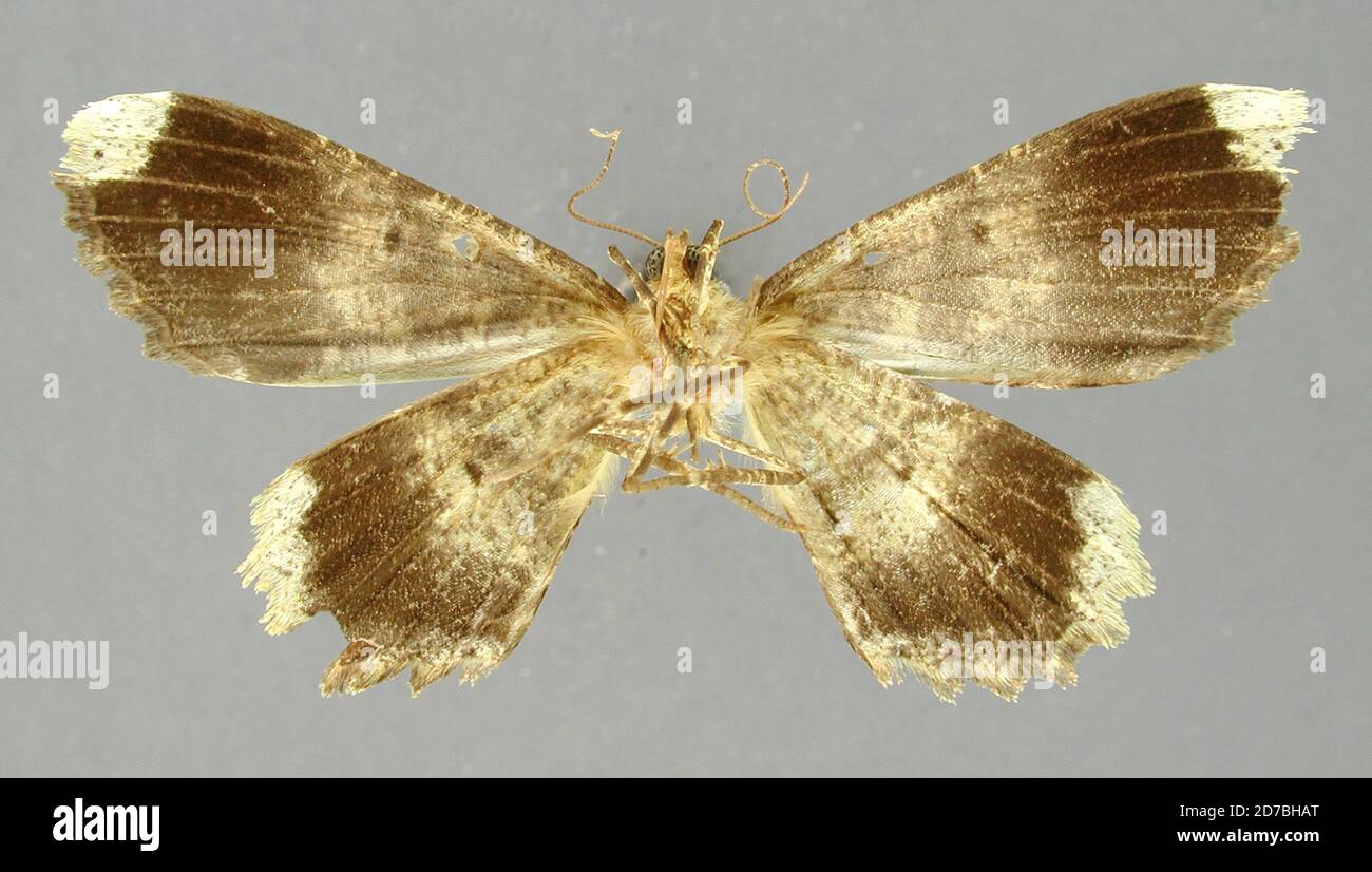 Pinned, Dominica, Tephrosia madefactaria Dyar, 1914, Animalia, Arthropoda, Insecta, Lepidoptera, Geometridae, Ennominae Stock Photo