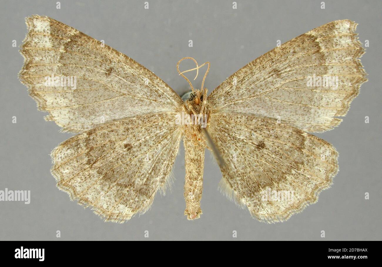 Pinned, Tehuacan, Mexico, Mexico, Digonodes maidiena Dyar, 1913, Animalia, Arthropoda, Insecta, Lepidoptera, Geometridae, Ennominae Stock Photo