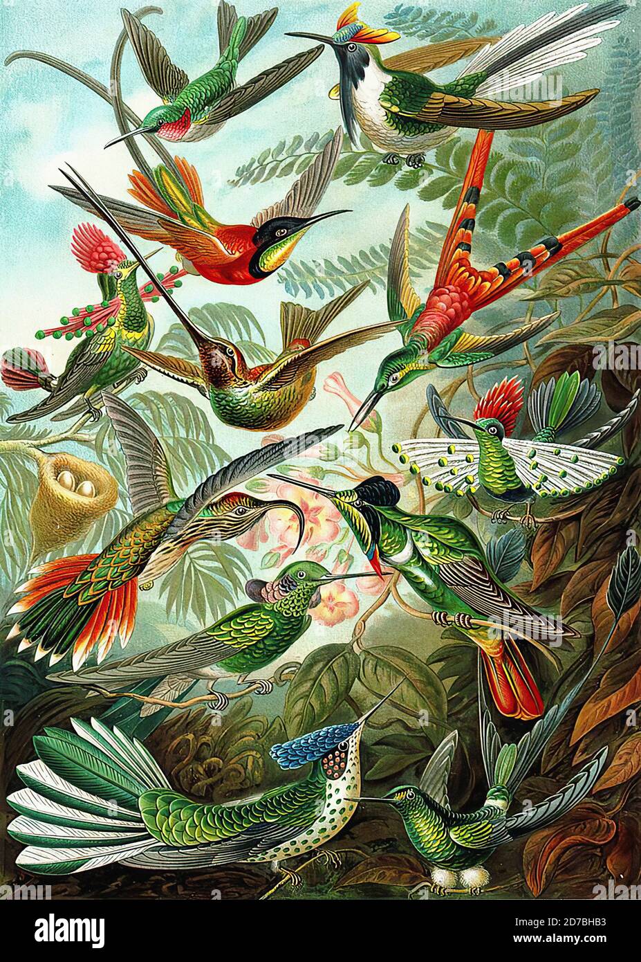 Ernst Haeckel Art Forms Of Nature Stock Photo Alamy