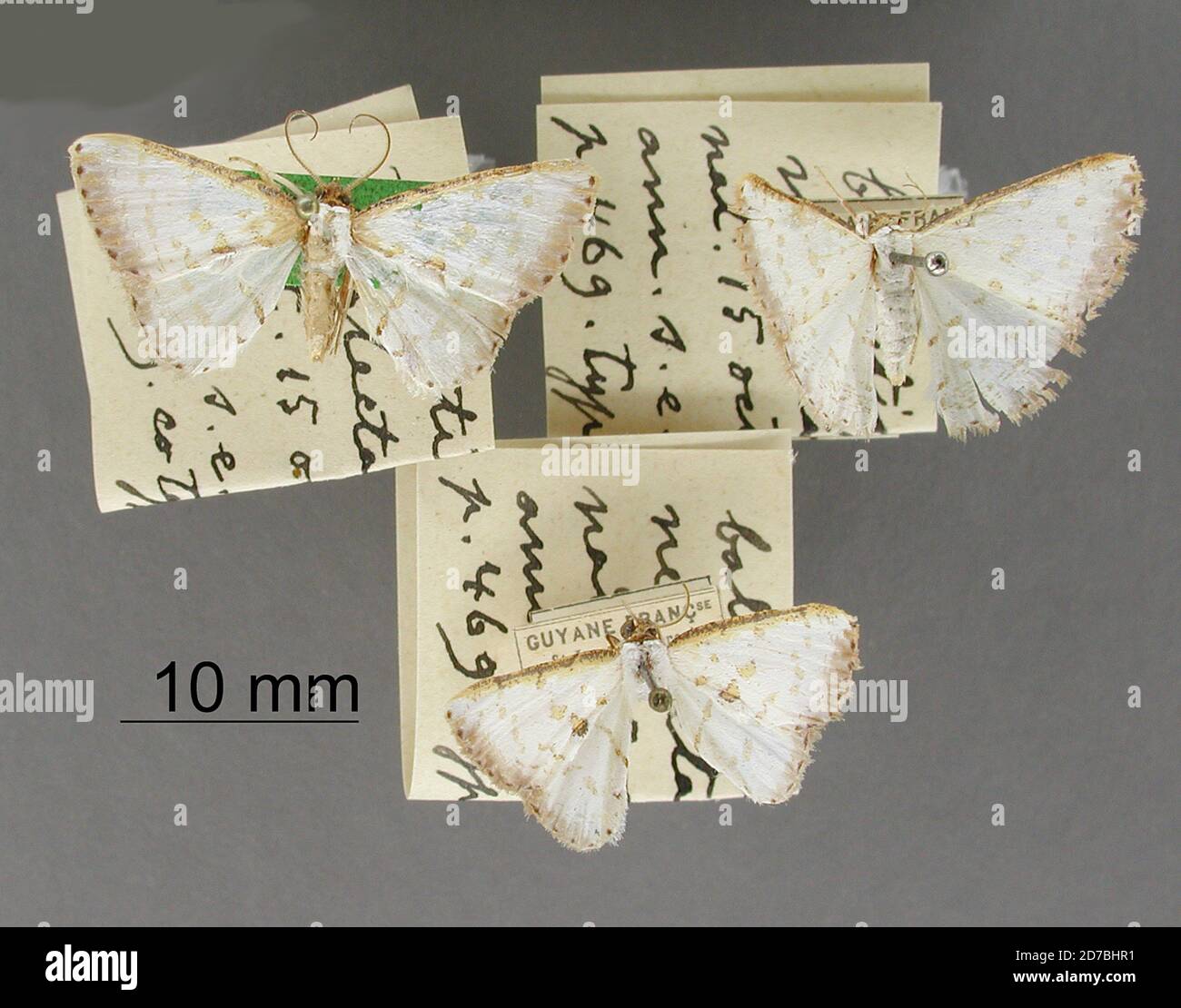 Pinned, Ballantiophora neglecta Thierry-Mieg, 1910, Animalia, Arthropoda, Insecta, Lepidoptera, Geometridae, Ennominae Stock Photo