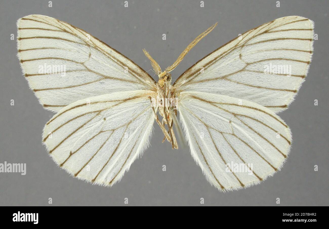 Pinned, Guadalajara, Mexico, Mexico, Scoriopsis nigrivenata Warren ...