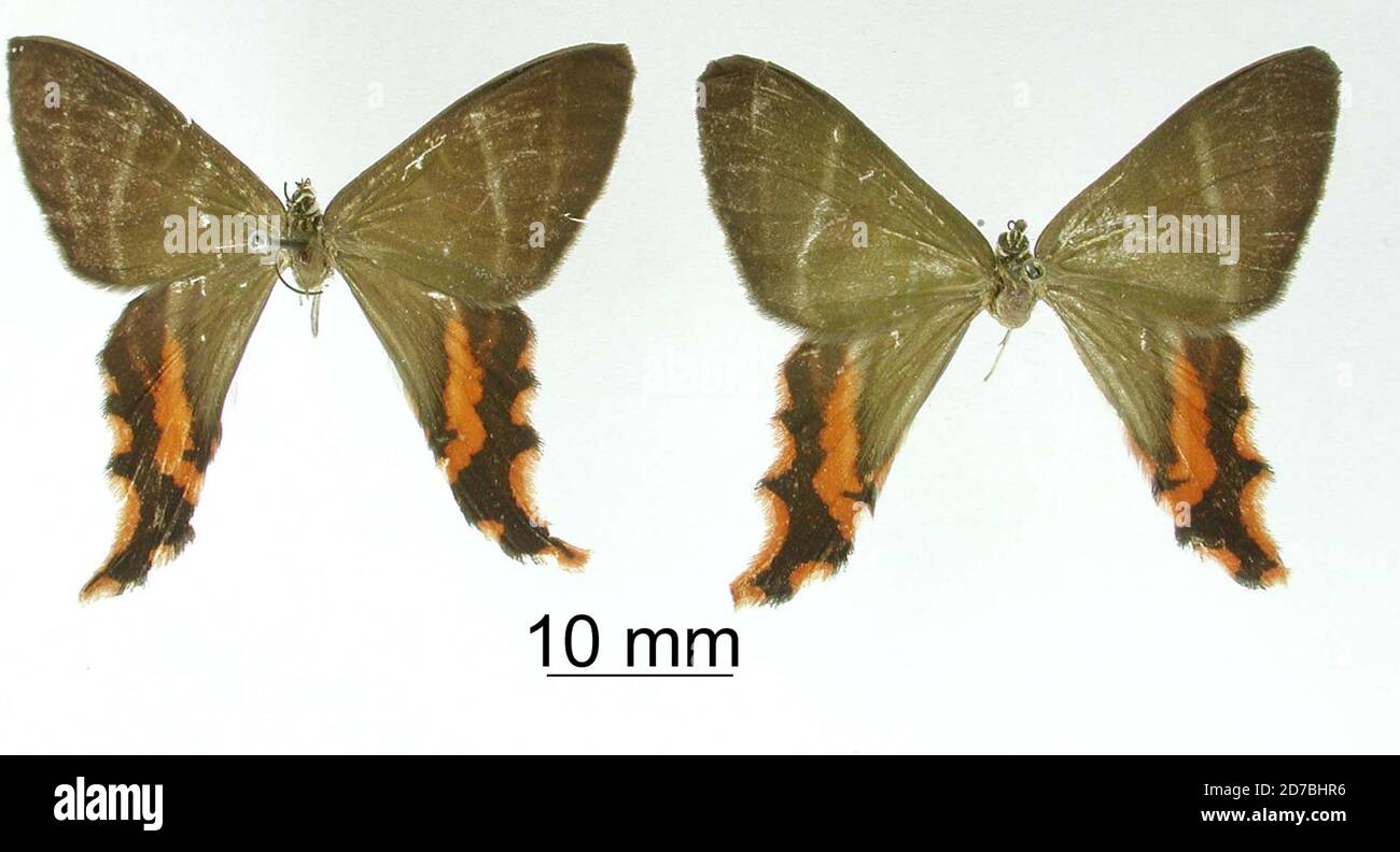 Pinned, Rio Agnatal, Colombia, Iumbo Cauca, Colombia, Colombia, Erateina nigricaudula Dognin, 1912, Animalia, Arthropoda, Insecta, Lepidoptera, Geometridae, Ennominae Stock Photo