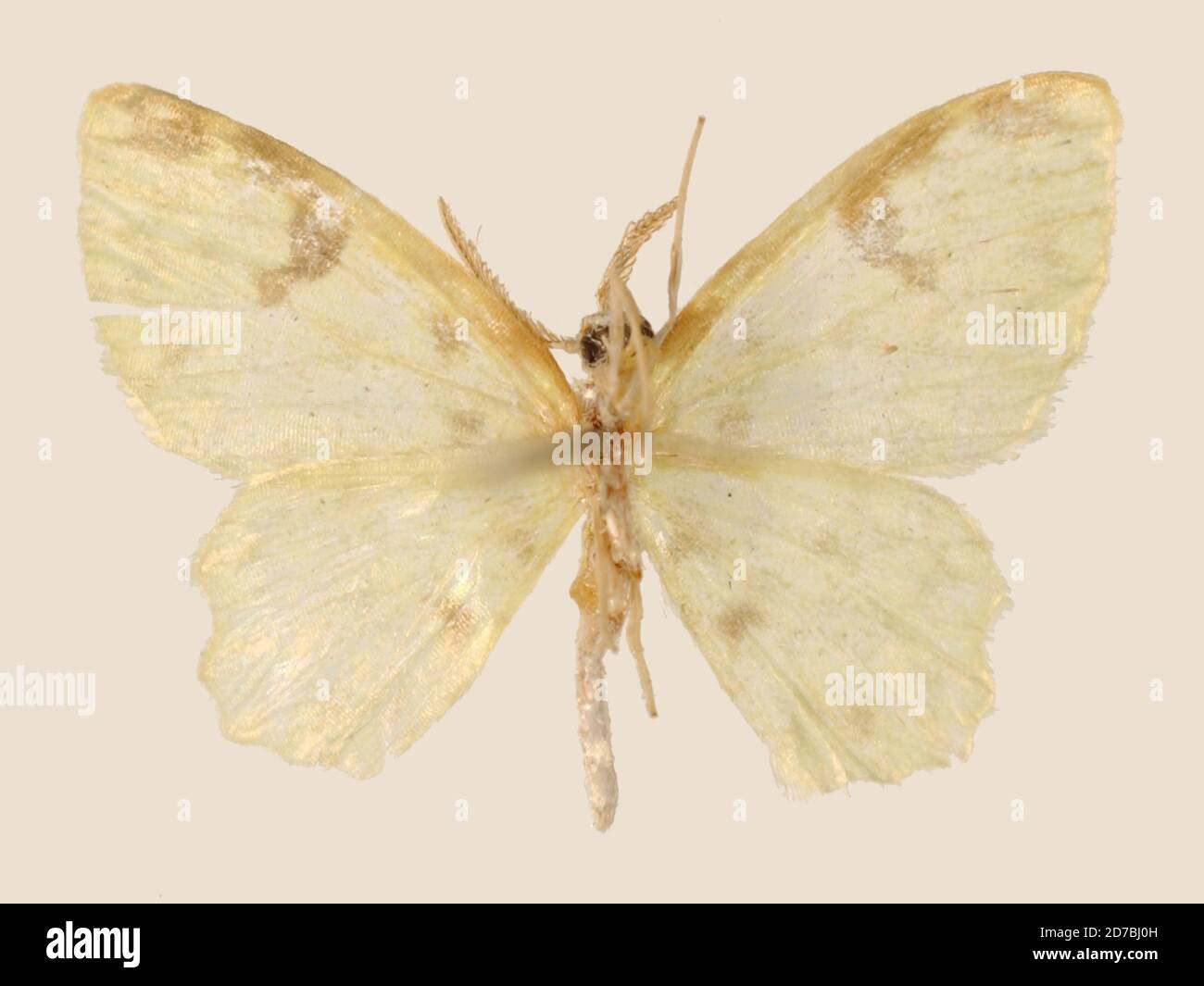 Pinned, Rio Songo, Bolivia, Hydata opella Dognin, 1923, Animalia, Arthropoda, Insecta, Lepidoptera, Geometridae, Geometrinae Stock Photo