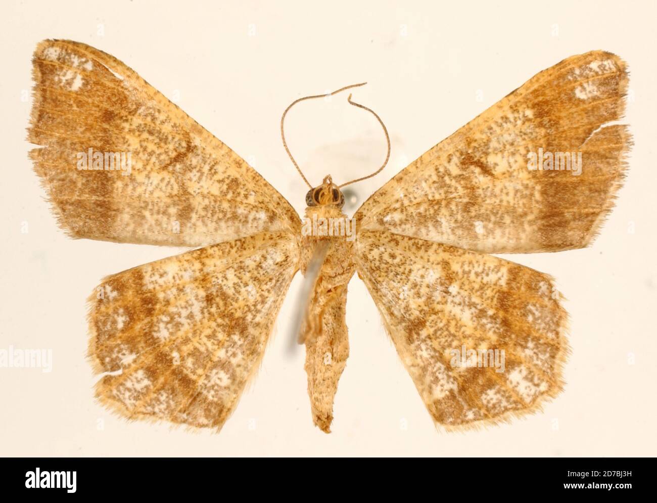 Pinned, Guapiles, Costa Rica, Costa Rica, Semiothisa pandaria Schaus ...