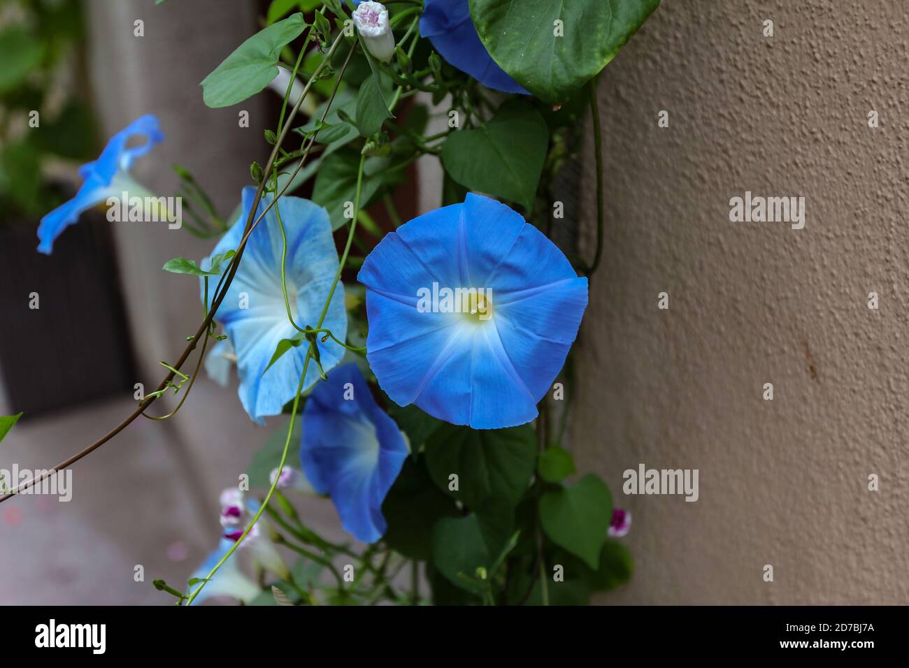 Close of shot of the blue flower convolvulus grown on a wall in a homeyard Stock Photo