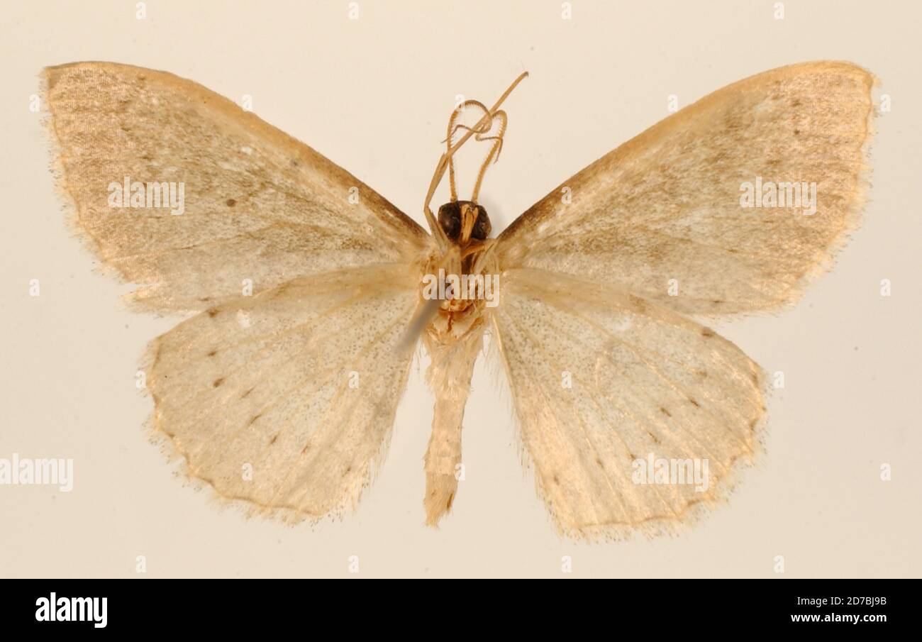 Pinned, Tehuacan, Puebla, Mexico, Anisodes poliotaria Dyar, 1913, Animalia, Arthropoda, Insecta, Lepidoptera, Geometridae, Sterrhinae Stock Photo