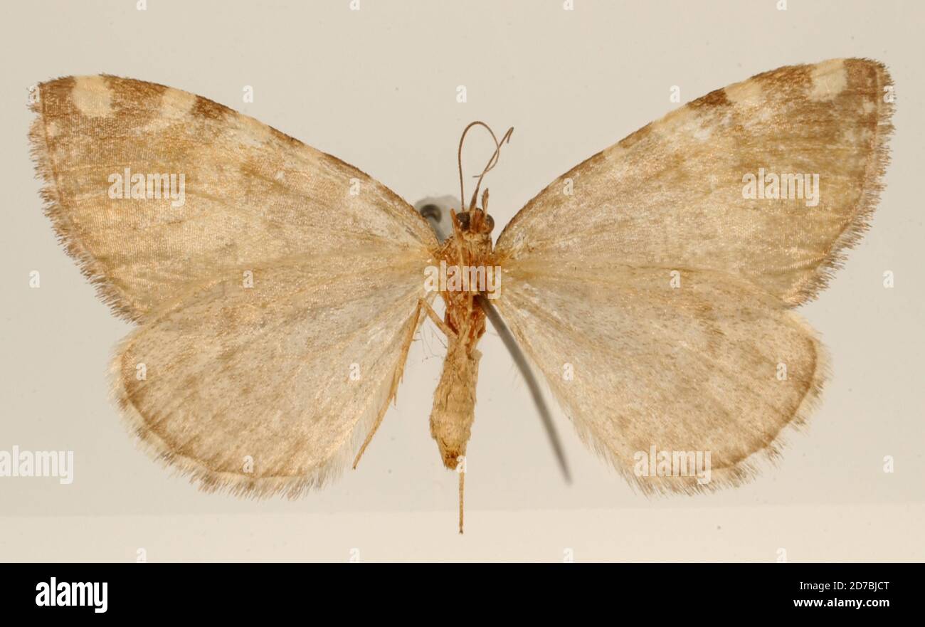 Pinned, Las Vigas, Veracruz, Mexico, Hydriomena proba Druce, 1893, Animalia, Arthropoda, Insecta, Lepidoptera, Geometridae, Larentiinae Stock Photo