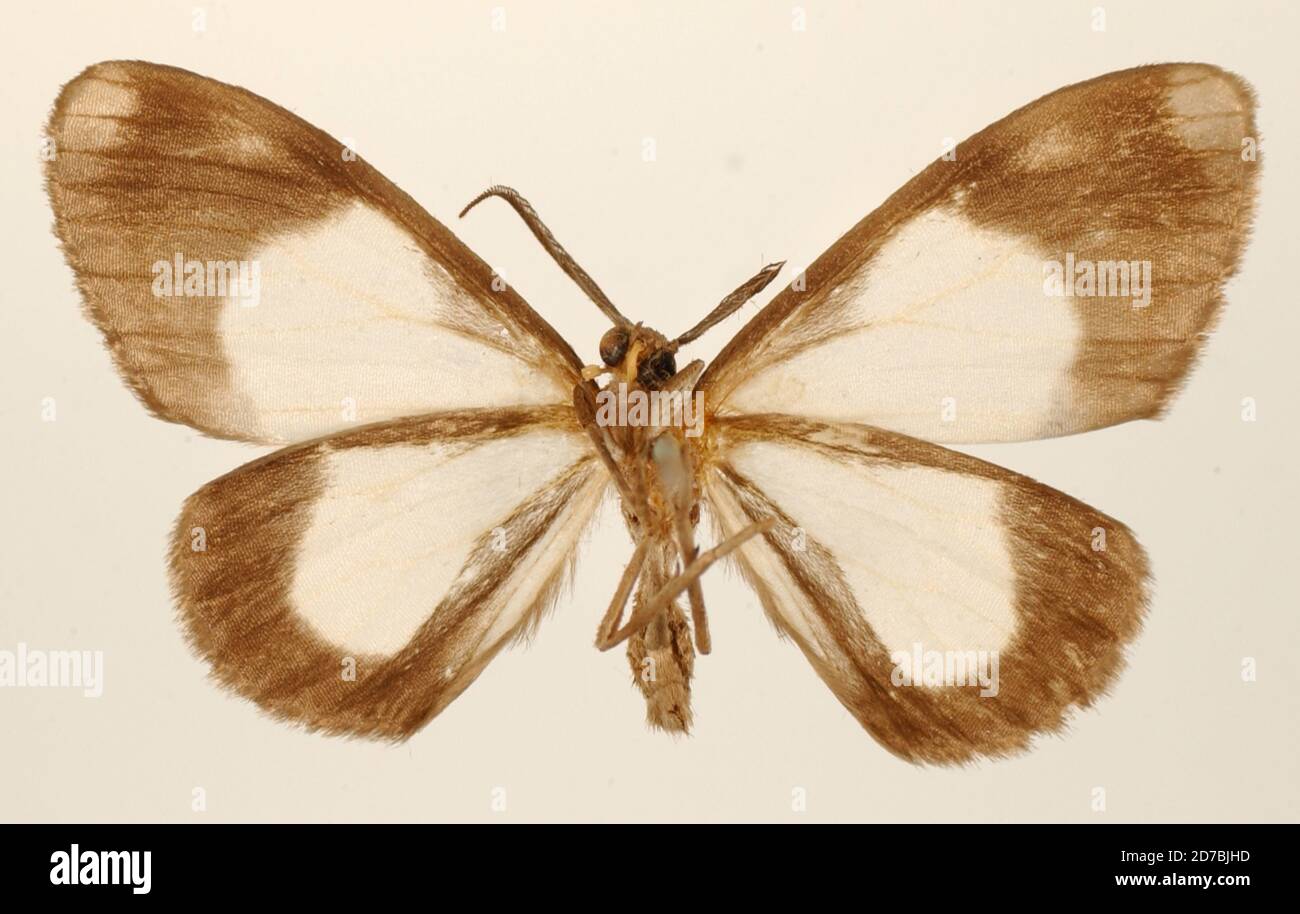 Mieg Vector Perigramma religiosa thierry mieg hi-res stock photography and images ...