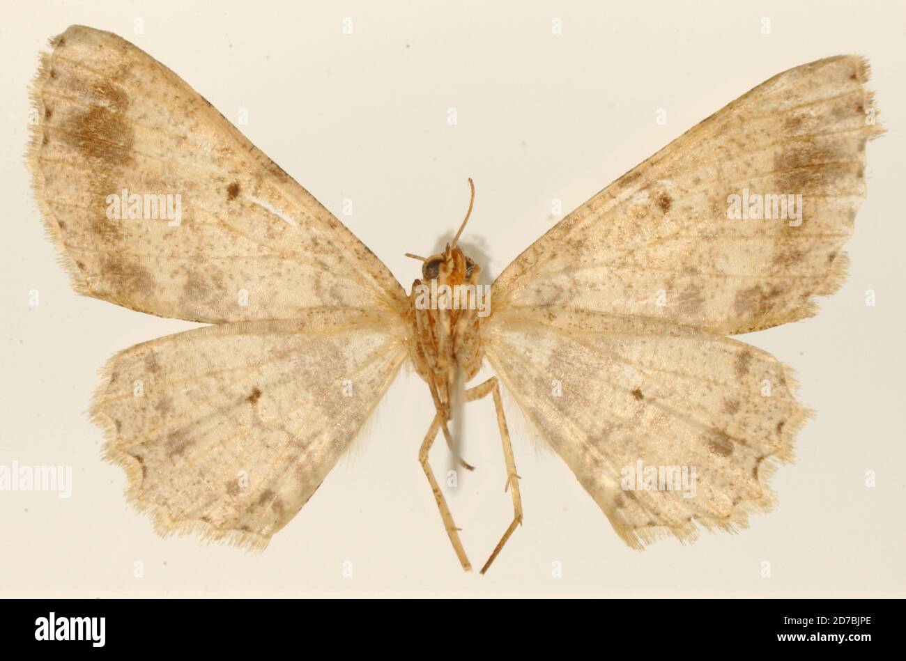Pinned, Orizaba, Mexico, Mexico, Tephrosia sadrina Schaus, 1901, Animalia, Arthropoda, Insecta, Lepidoptera, Geometridae, Ennominae Stock Photo
