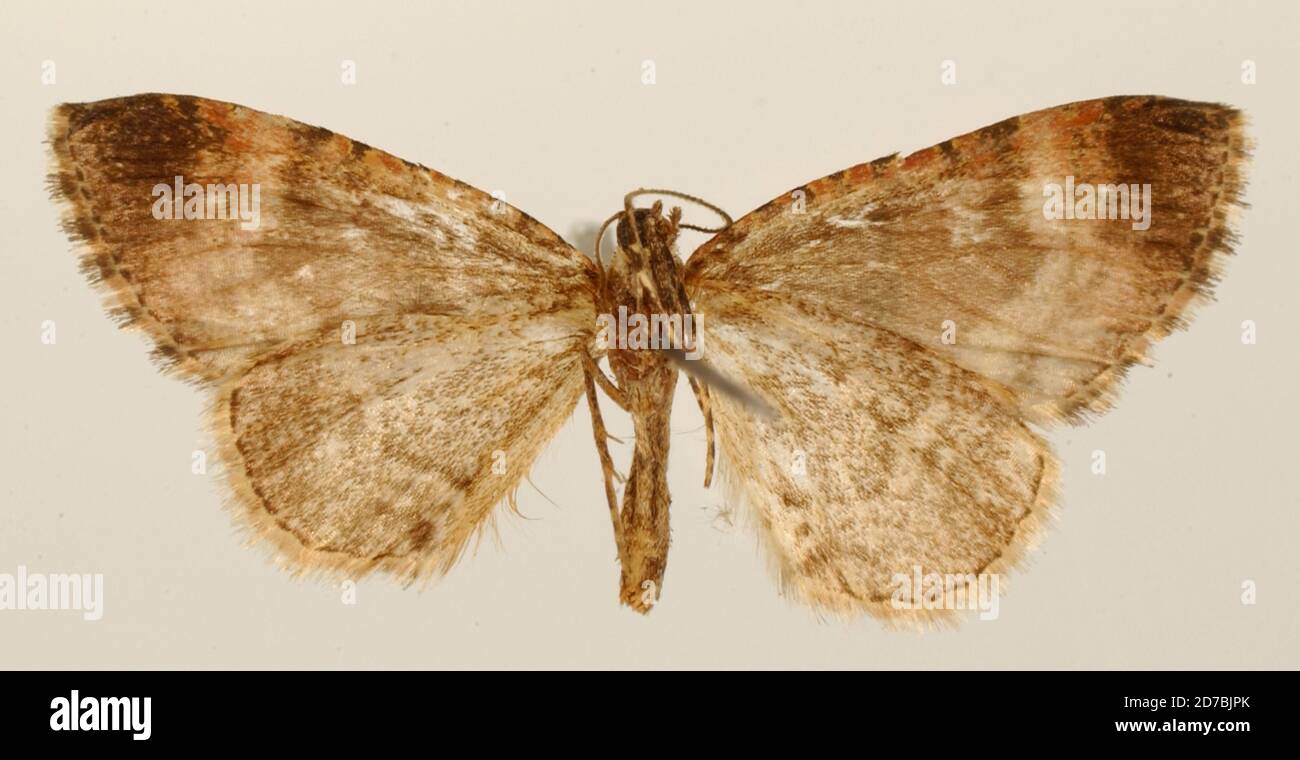 Pinned, Yuntas pres Cali, Colombia, Anticlea rufistrota Dognin, 1913, Animalia, Arthropoda, Insecta, Lepidoptera, Geometridae, Larentiinae Stock Photo