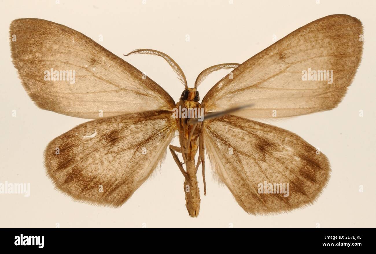 Pinned, Metan, Salta, Argentina, Nipteria saturata Dognin, 1906, Animalia, Arthropoda, Insecta, Lepidoptera, Geometridae, Ennominae Stock Photo
