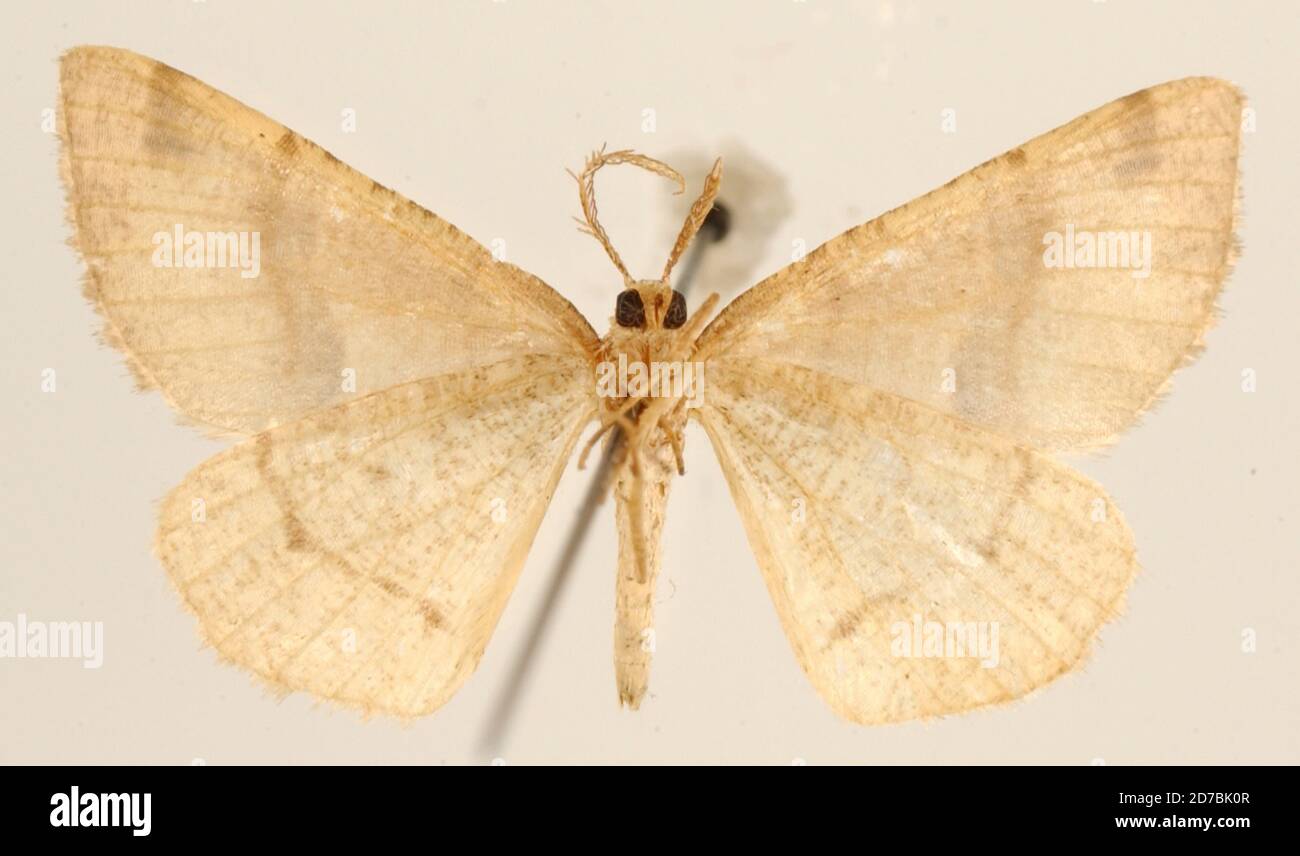 Pinned, Tehuacan, Mexico, Mexico, Cymatophora specifica Dyar, 1916, Animalia, Arthropoda, Insecta, Lepidoptera, Geometridae, Ennominae Stock Photo