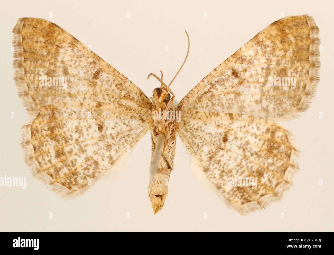 Pinned, Oaxaca, Mexico, Mexico, Sciagraphia stabilata Warren, 1906 ...