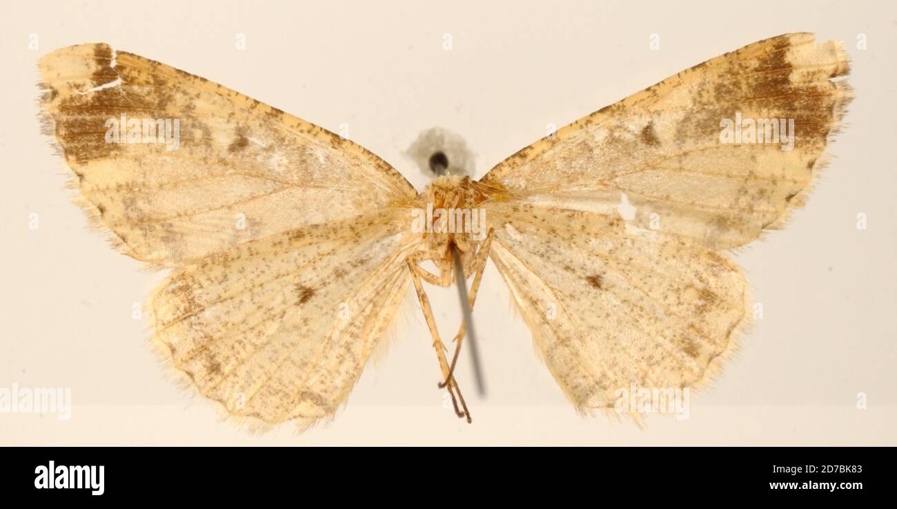 Pinned, Misantla, Mexico, Mexico, Tephrosia supplanaria Dyar, 1913, Animalia, Arthropoda, Insecta, Lepidoptera, Geometridae, Ennominae Stock Photo