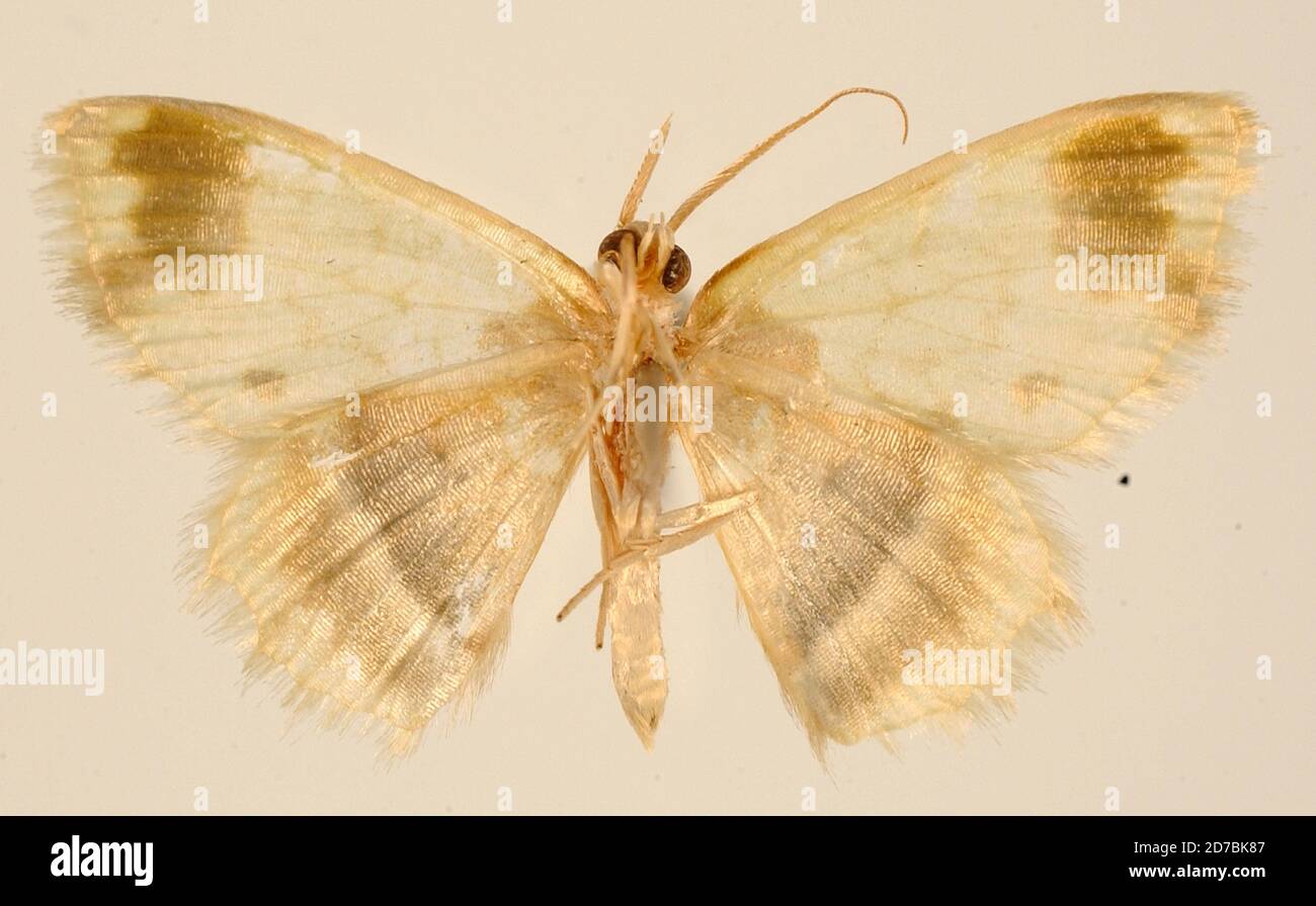 Pinned, Medina, Cundinamarca, Colombia, Hydata subpartita Dognin, 1916, Animalia, Arthropoda, Insecta, Lepidoptera, Geometridae, Geometrinae Stock Photo