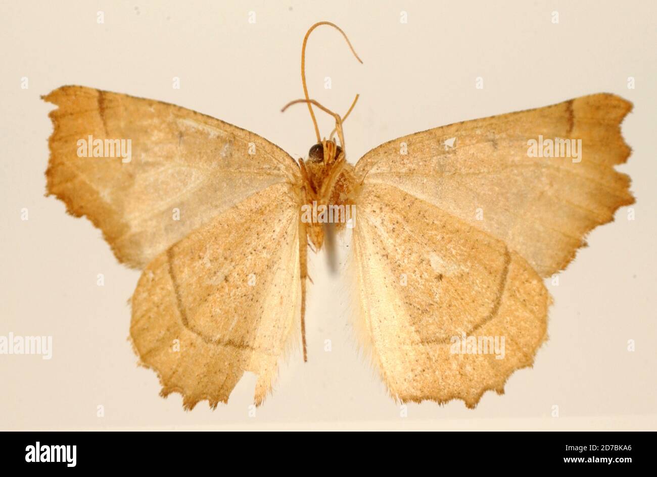 Pinned, Vera Cruz, Mexico, Mexico, Dectochilus tincta Warren, 1906, Animalia, Arthropoda, Insecta, Lepidoptera, Geometridae, Ennominae Stock Photo