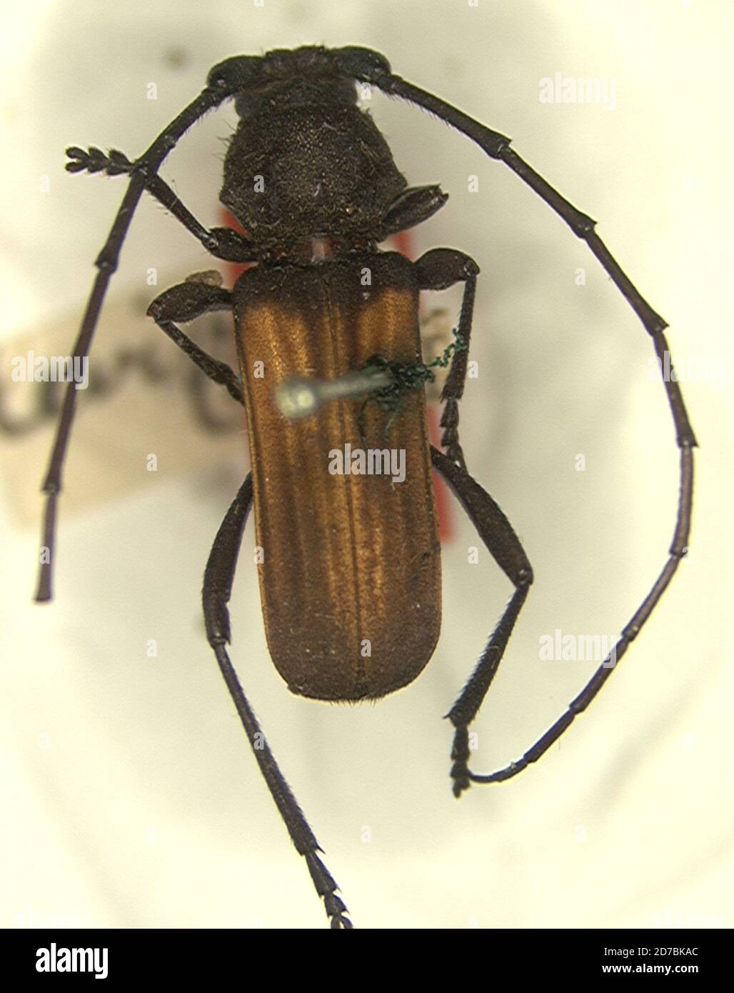 Miguel Insect 1912 and new mexico hi-res stock photography and images - Alamy