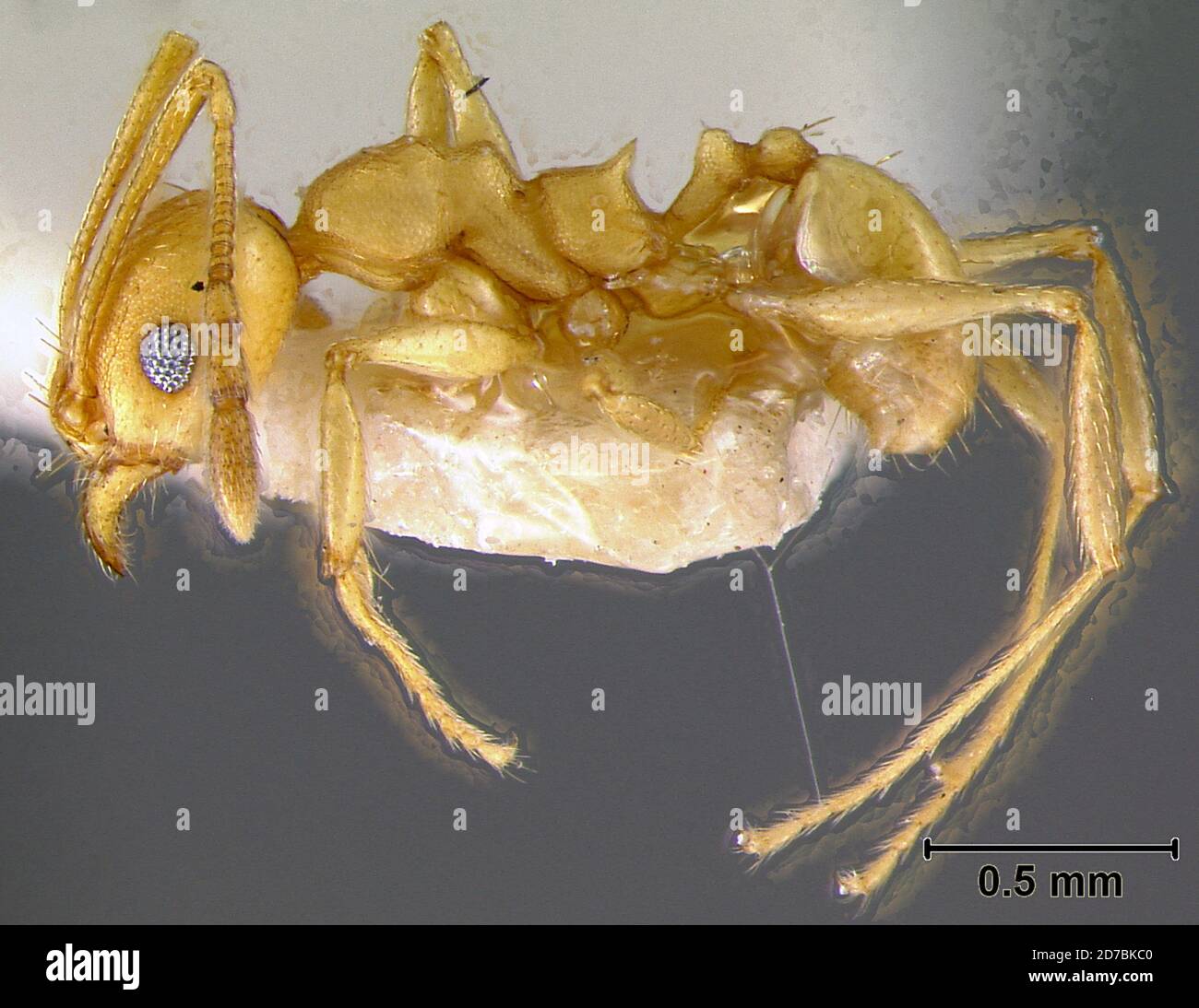 Grand Etang, St. Andrew, Grenada, Pheidole triconstricta var. bruesi ...