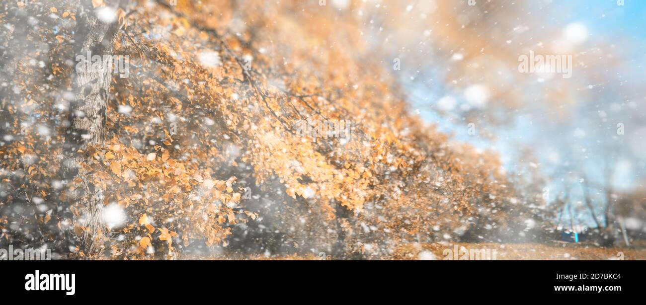 Background autumn park in the first snow Stock Photo - Alamy