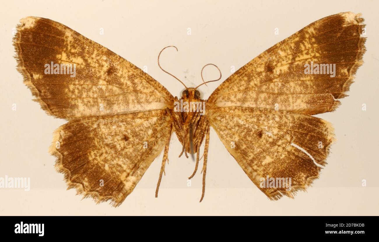 Pinned, Environs de Loja, Ecuador, Ecuador, Tephrosia trisurca Dognin, 1895, Animalia, Arthropoda, Insecta, Lepidoptera, Geometridae, Ennominae Stock Photo