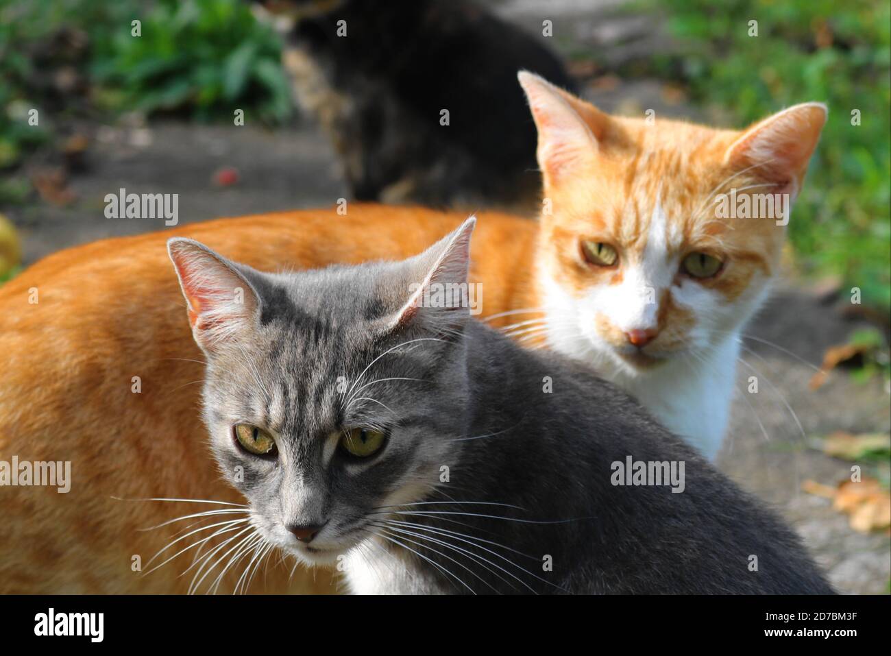 A gang of cats ginger, gray and tortie cat Stock Photo Alamy