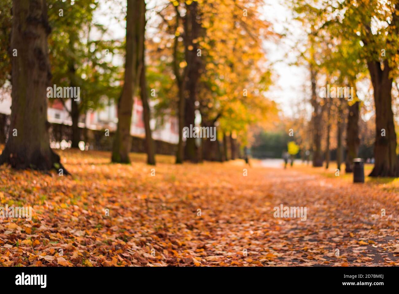 Fallen golden leaves in autumn Stock Photo - Alamy