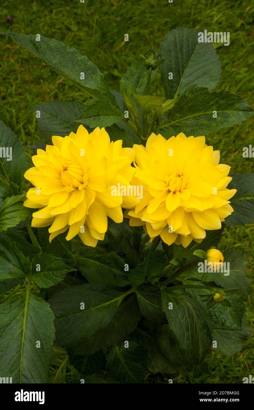 A close up of Dahlia Yellow Vectra a decorative or dinner plate double