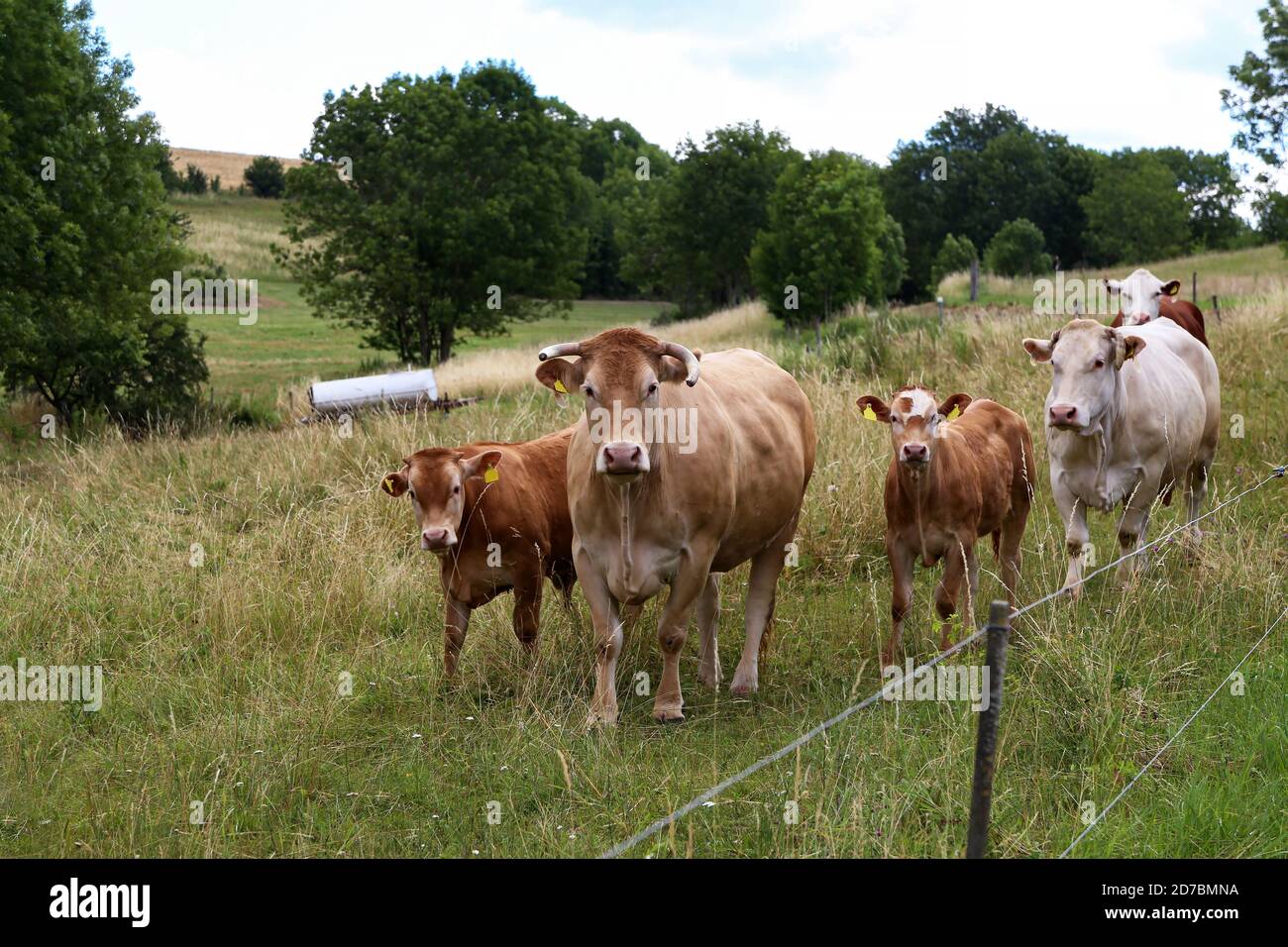 Herd of cows in the pasture in summer Stock Photo - Alamy