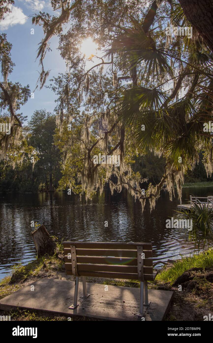 Spanish moss, Tillandsia usneoides, swaying gently in the breeze at