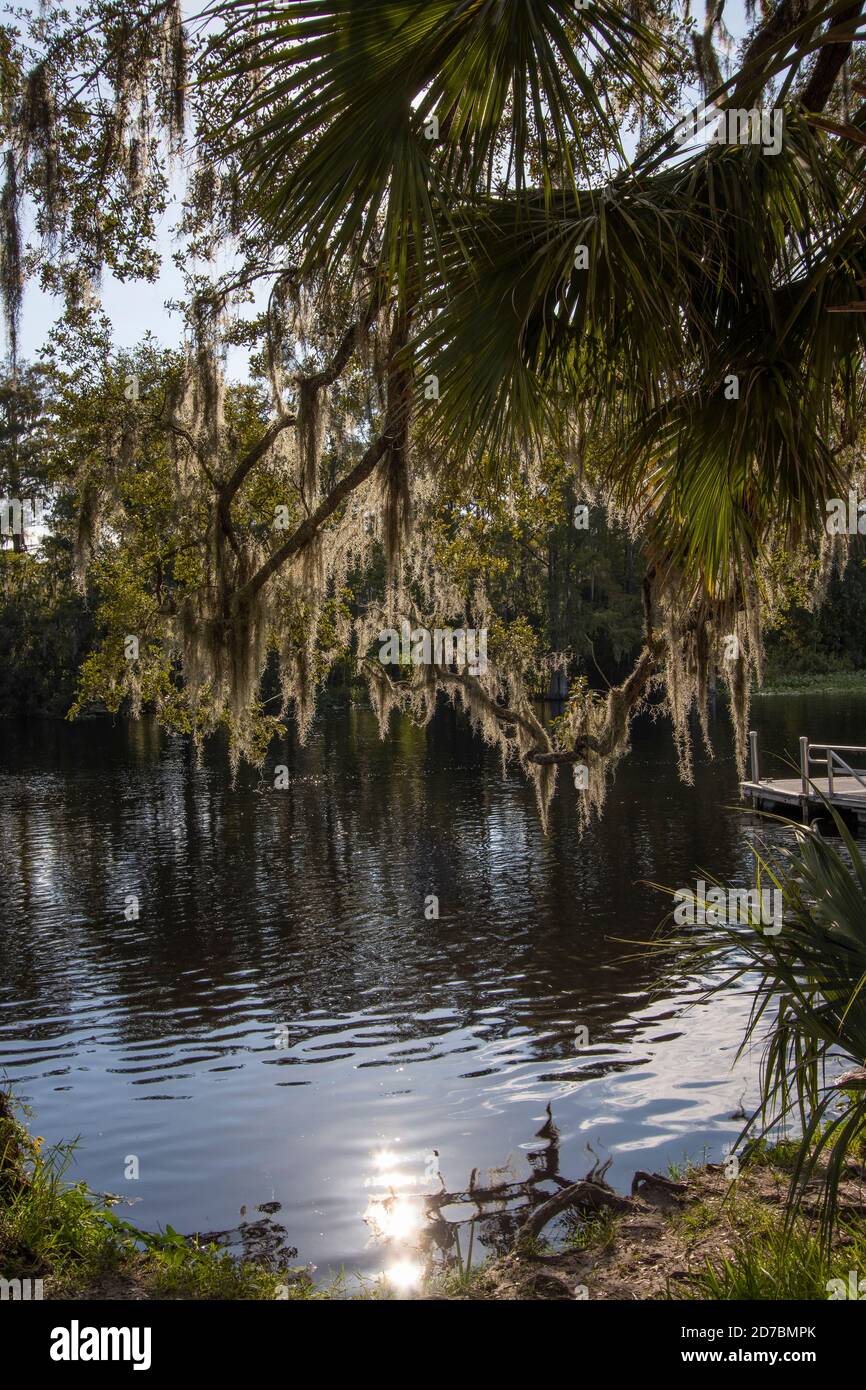 Spanish moss, Tillandsia usneoides, swaying gently in the breeze at