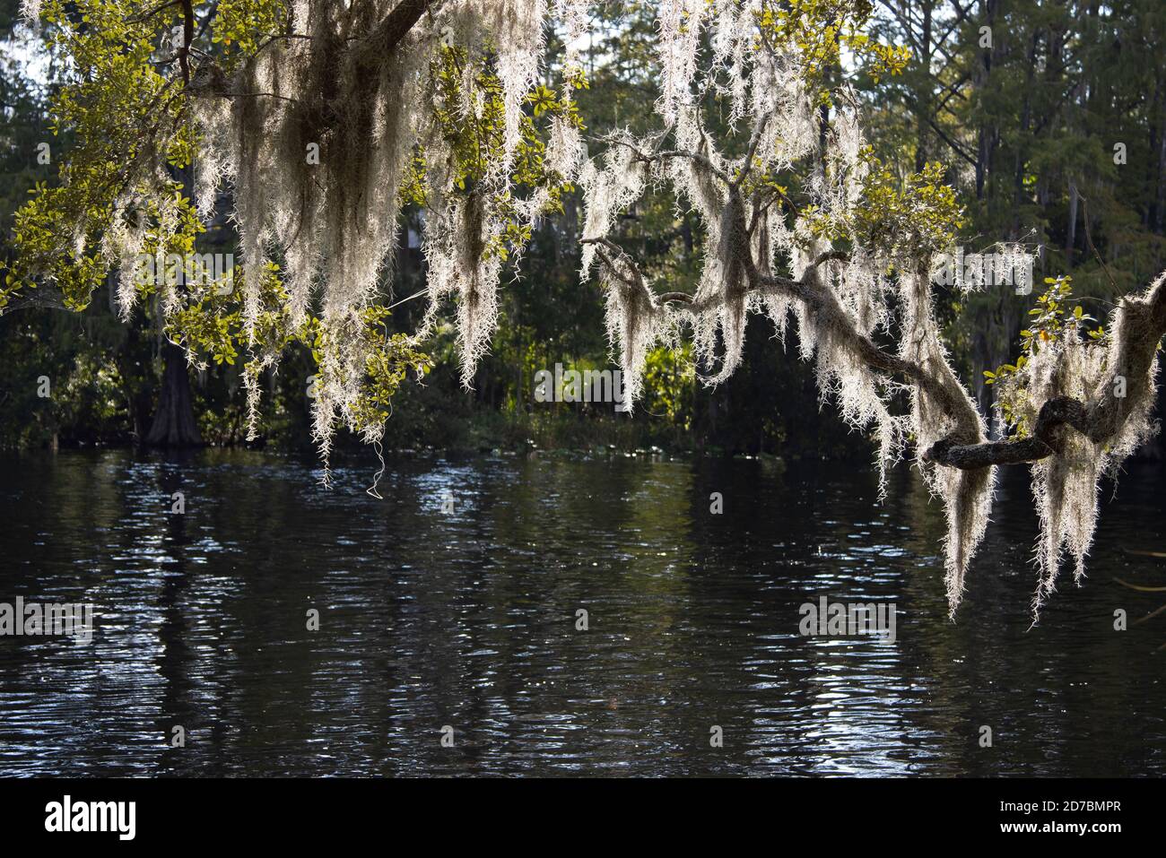 Spanish moss, Tillandsia usneoides, swaying gently in the breeze at