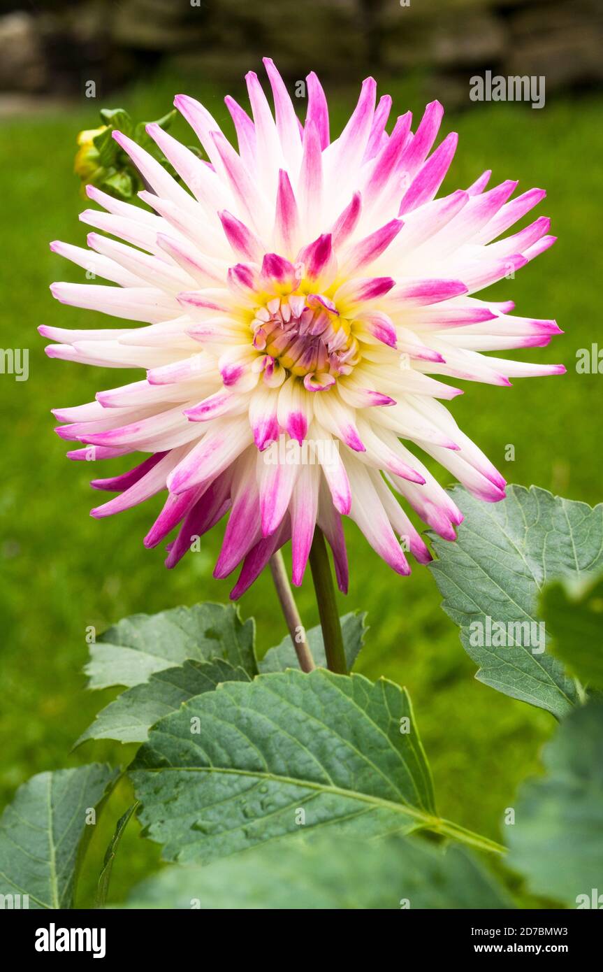 Close up of flower and bud of semi cactus dahlia Haley Jane. A large pink and white fully double bushy dahlia that flowers through summer into autumn Stock Photo