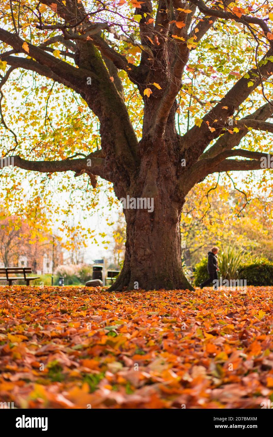 Fallen golden leaves in autumn Stock Photo - Alamy