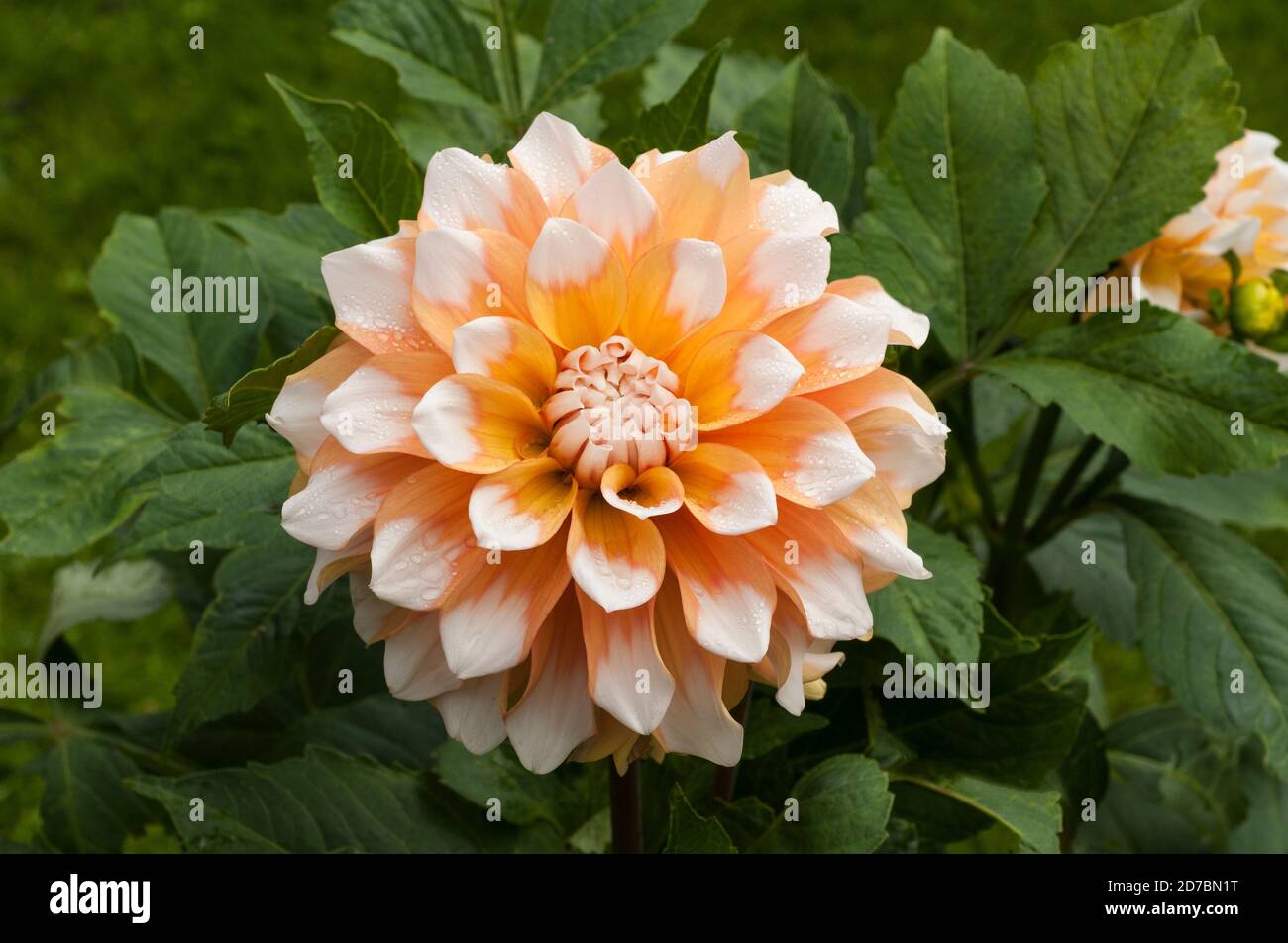 A close up of Dahlia Seattle a decorative or dinner plate double dahlia.that flowers throughout summer A tuberous perennial that likes full sun Stock Photo
