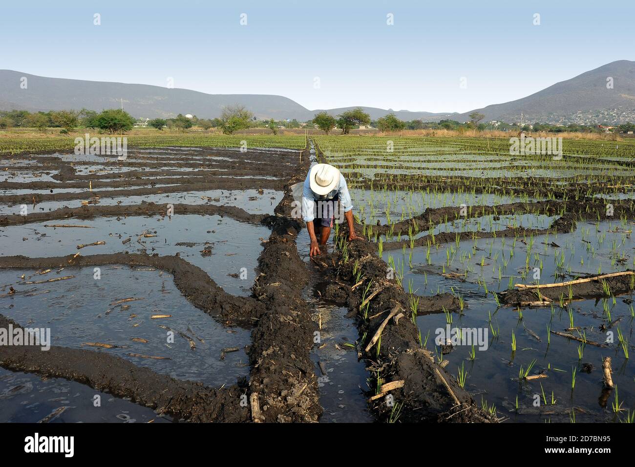 Mexican farmer growing organic rice Stock Photo