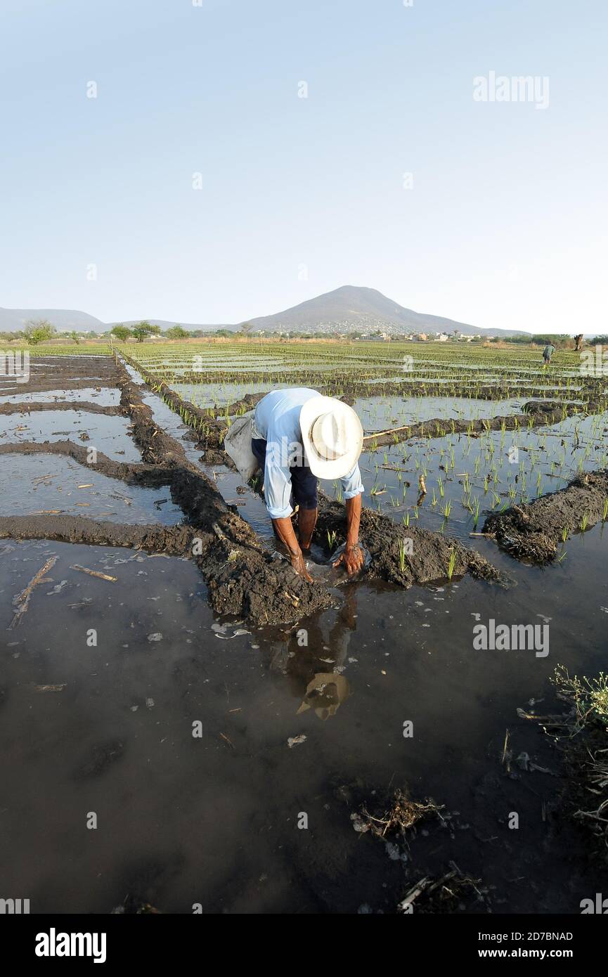 Mexican farmer growing organic rice Stock Photo