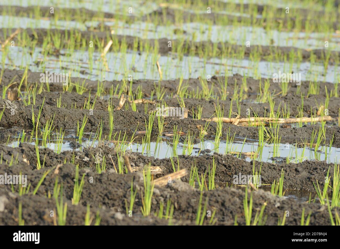 Organic rice growing fields in Morelos, Mexico Stock Photo
